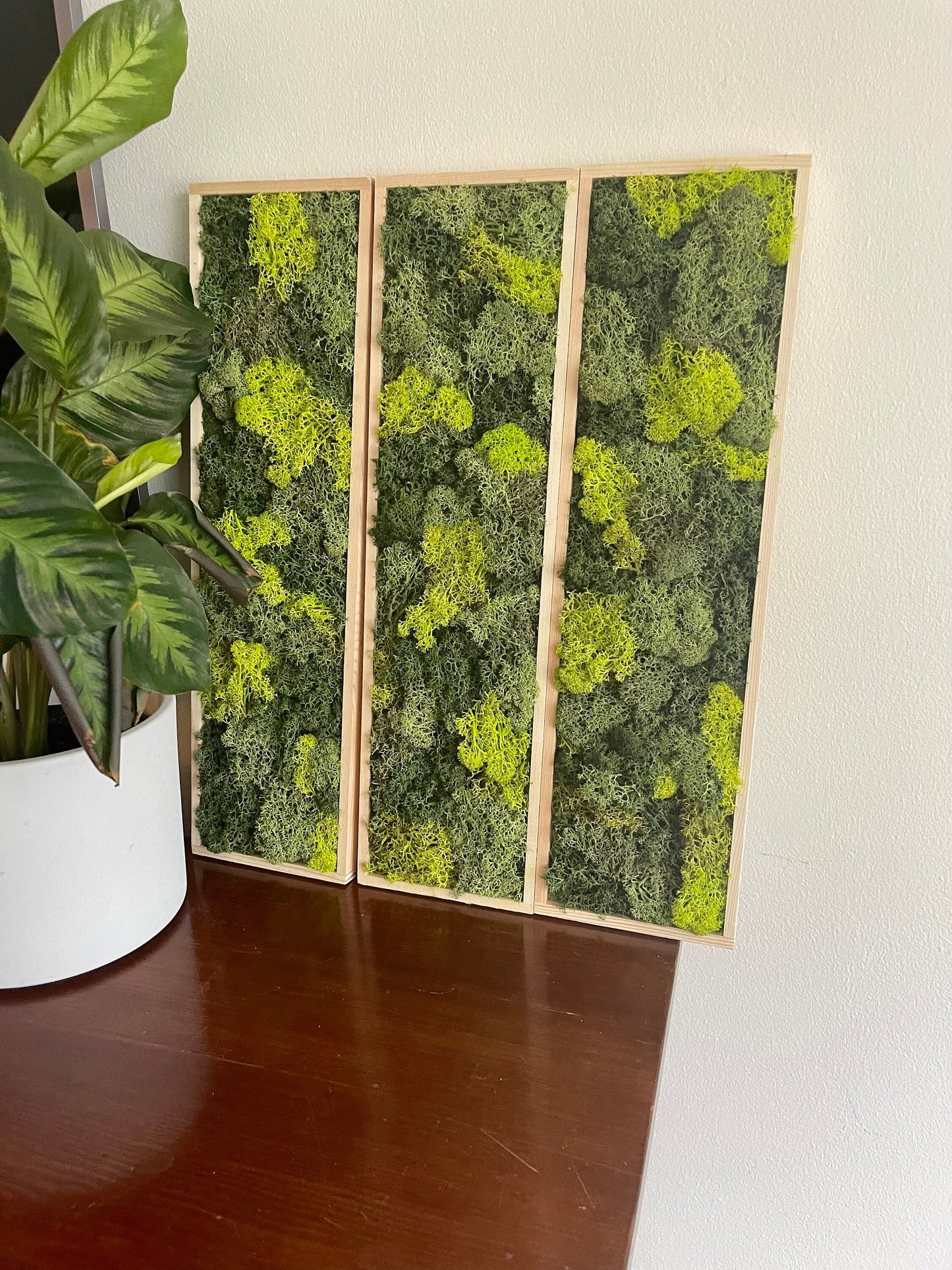 Moss Wall Art | Moss Wall Decor  | Preserved Moss Art Framed | Moss Wall Sets  | Rectangle Single to set of Six | Green Reindeer Moss