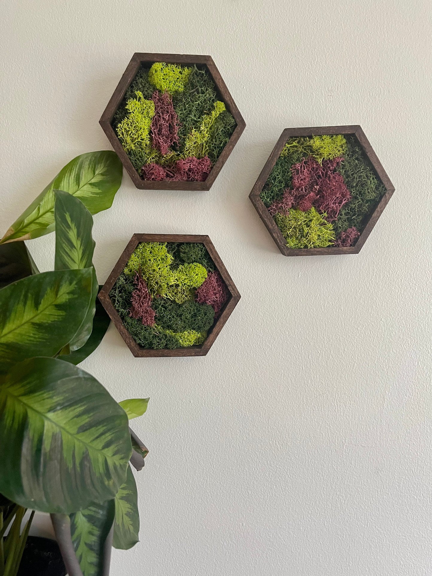 Honeycomb Moss Wall Art: Wood Hexagon, Preserved Reindeer Moss | USA - TARIFF FREE