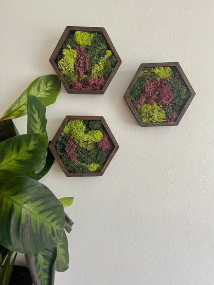 Honeycomb Moss Wall Art: Wood Hexagon, Preserved Reindeer Moss | USA - TARIFF FREE