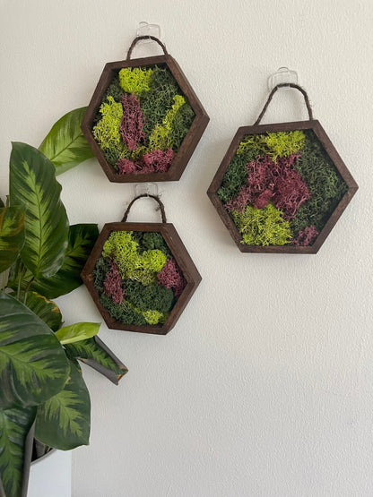 Honeycomb Moss Wall Art: Wood Hexagon, Preserved Reindeer Moss | USA - TARIFF FREE