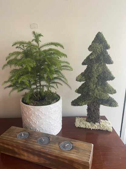 Preserved Moss Pine Tree |  Home  Decor  | Christmas Tree | Green