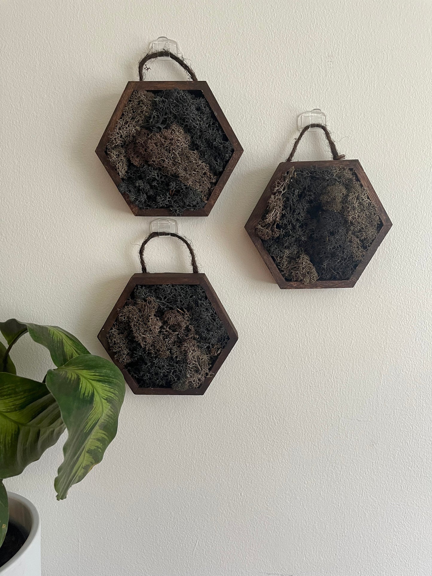 Moss Wall Art  | Honeycomb Moss  |  Home  Decor  | Wood Hexagon  |  Black and Brown | Wood and Charcoal Reindeer Moss
