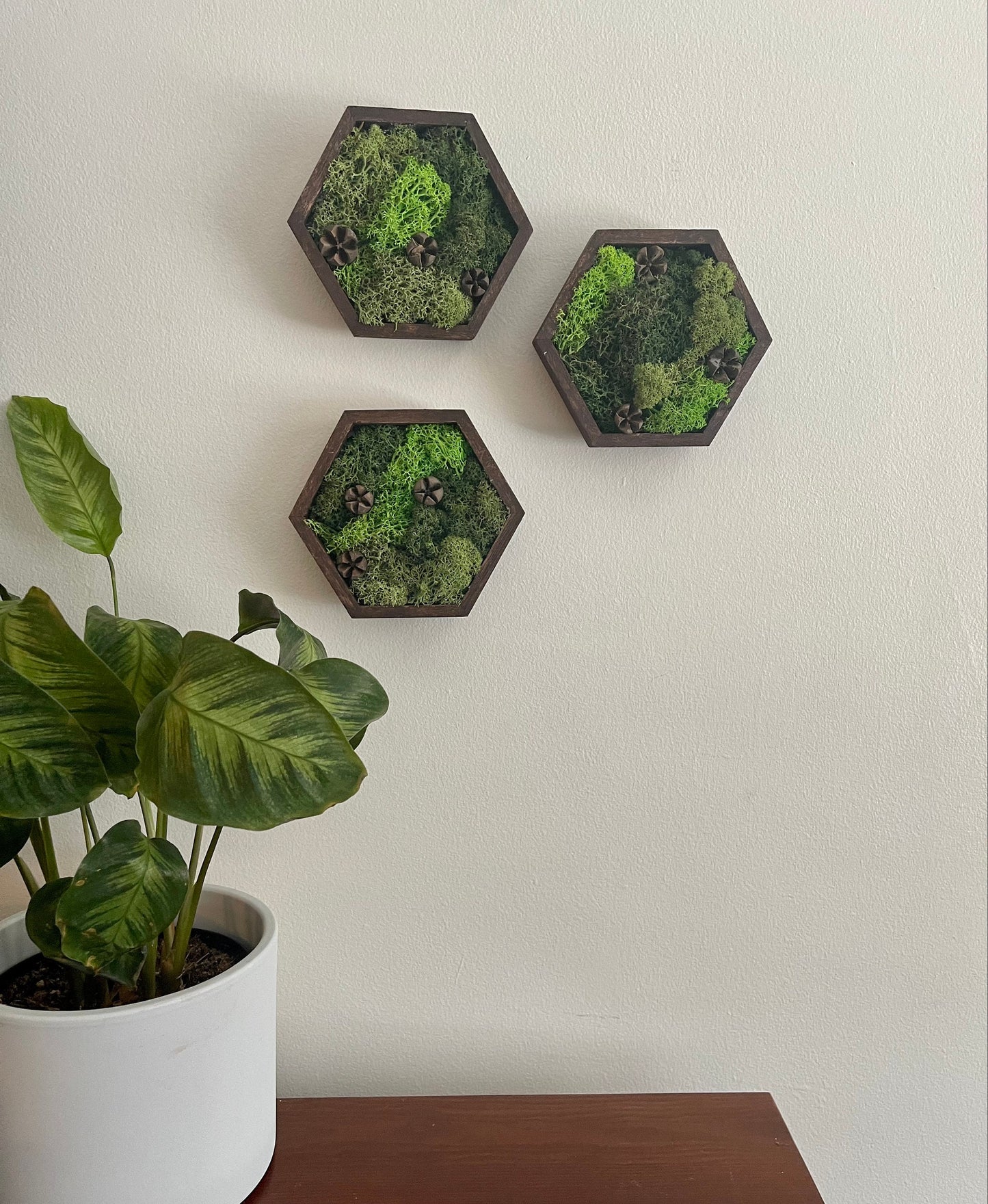 Honeycomb Moss Wall Art: Wood Hexagon, Preserved Reindeer Moss Decor | USA - TARIFF FREE