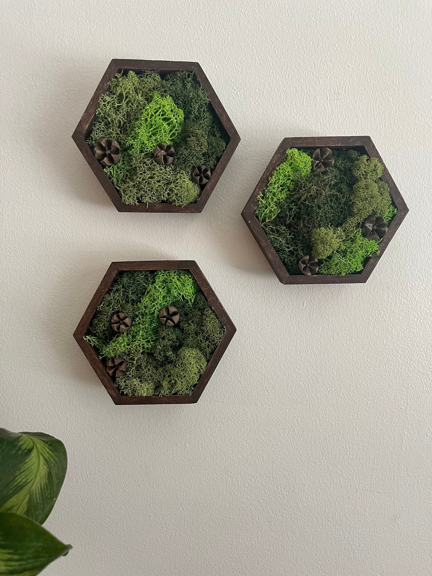 Honeycomb Moss Wall Art: Wood Hexagon, Preserved Reindeer Moss Decor | USA - TARIFF FREE