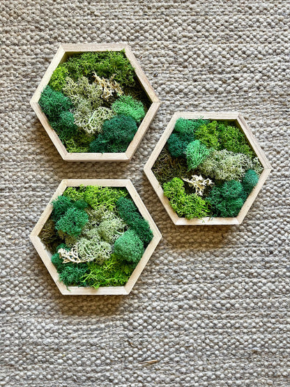 Honeycomb Preserved Moss Wall Art: Wood Hexagon Decor | USA - TARIFF FREE