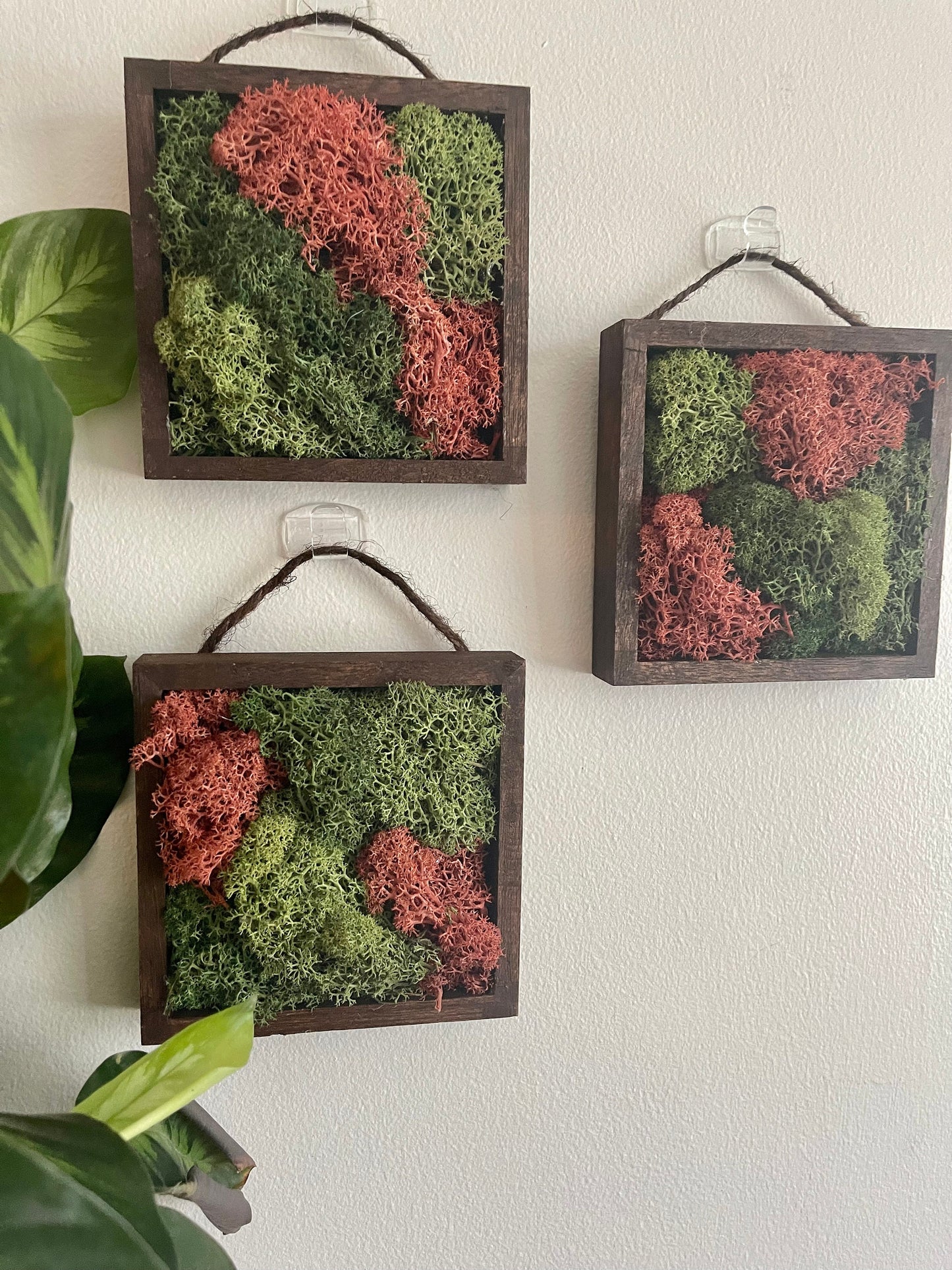 Preserved Reindeer Moss Wall Art: Green & Pink Square Trio | USA - TARIFF FREE