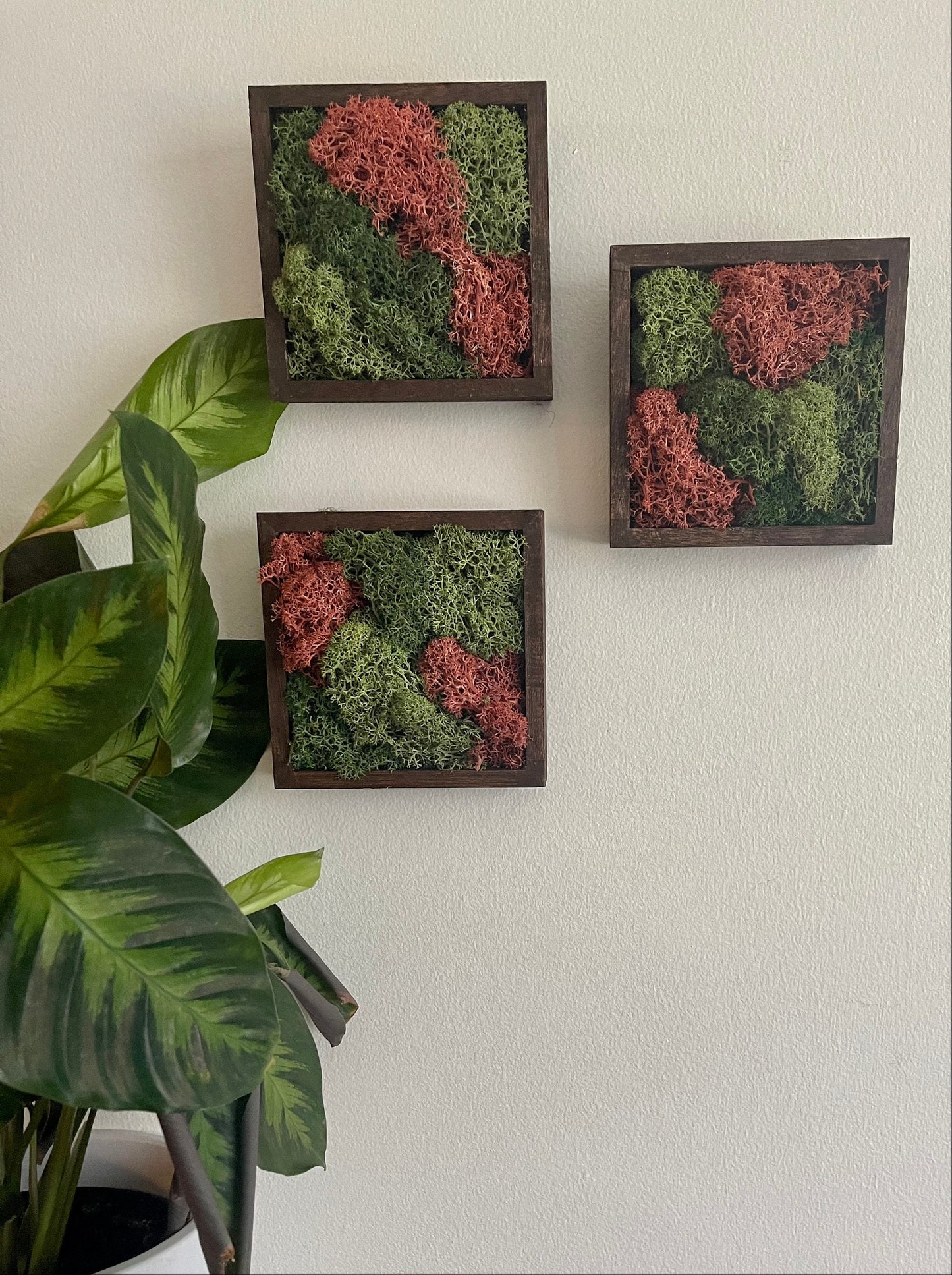 Preserved Reindeer Moss Wall Art: Green & Pink Square Trio | USA - TARIFF FREE
