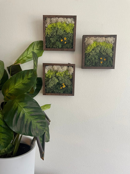 Preserved Reindeer Moss Wall Art: Square Wood Shadowbox | USA - TARIFF FREE