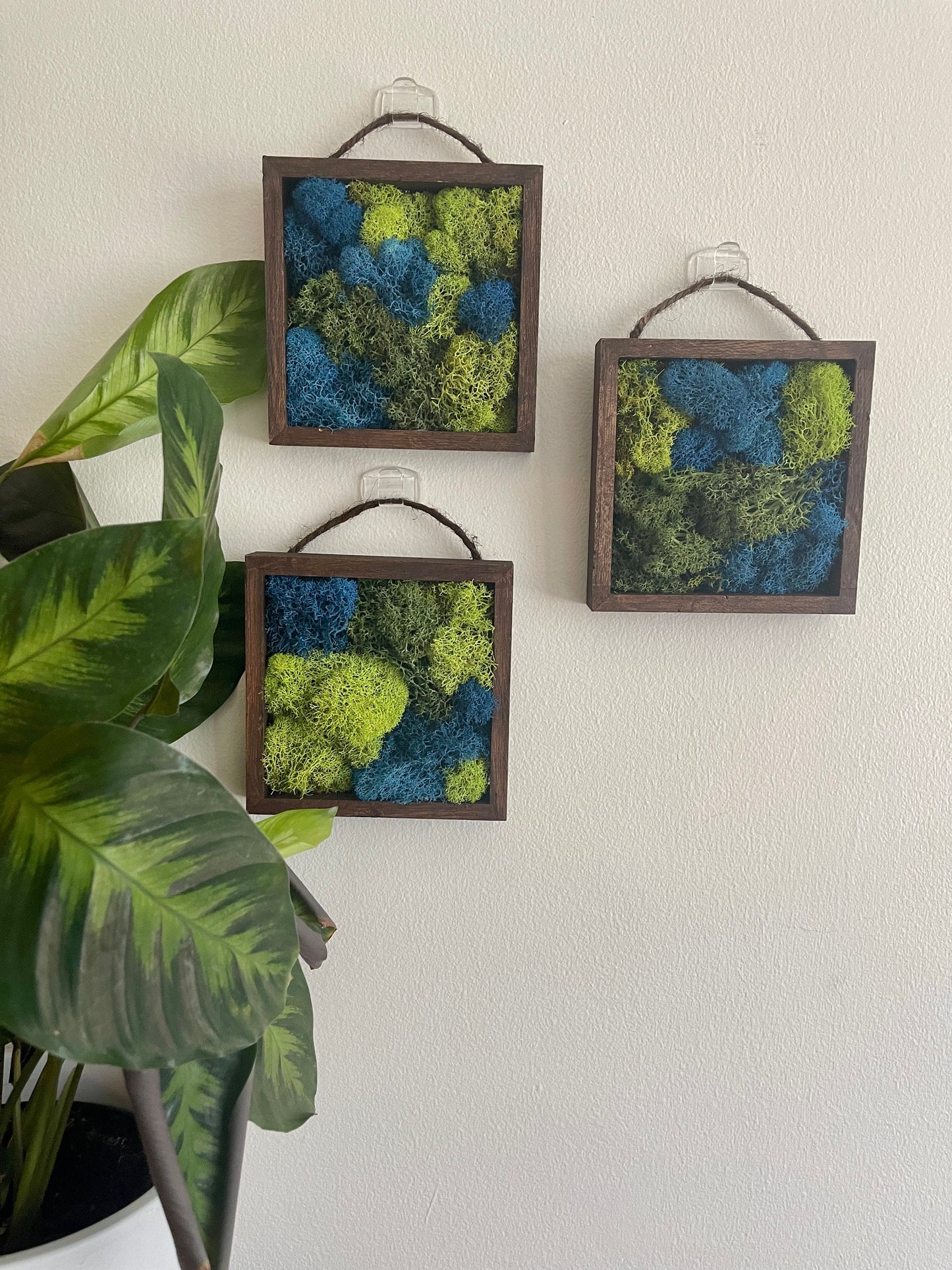 Preserved Reindeer Moss Wall Art: Green & Blue Square Frames | USA - TARIFF FREE
