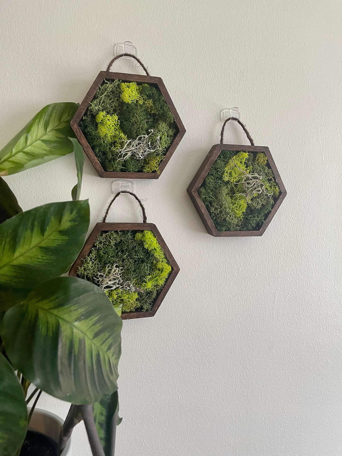 Honeycomb Moss Wall Art: Preserved Reindeer Moss in Wood Hexagon | USA - TARIFF FREE