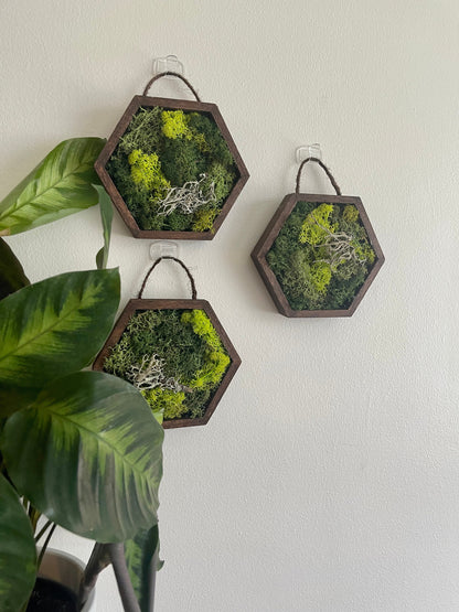 Honeycomb Moss Wall Art: Preserved Reindeer Moss in Wood Hexagon | USA - TARIFF FREE