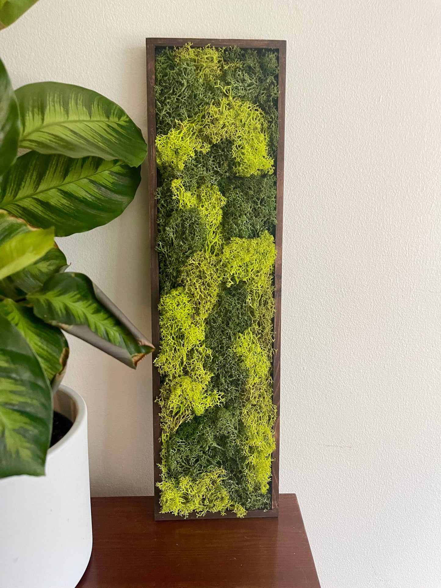 Framed Preserved Reindeer Moss Wall Art: Wood Frame, Natural Home Decor | USA - TARIFF FREE