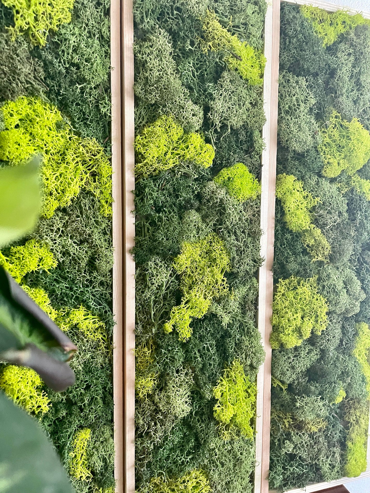 Moss Wall Art | Moss Wall Decor  | Preserved Moss Art Framed | Moss Wall Sets  | Rectangle Single to set of Six | Green Reindeer Moss