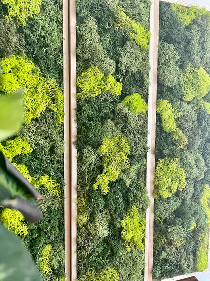 Moss Wall Art | Moss Wall Decor  | Preserved Moss Art Framed | Moss Wall Sets  | Rectangle Single to set of Six | Green Reindeer Moss