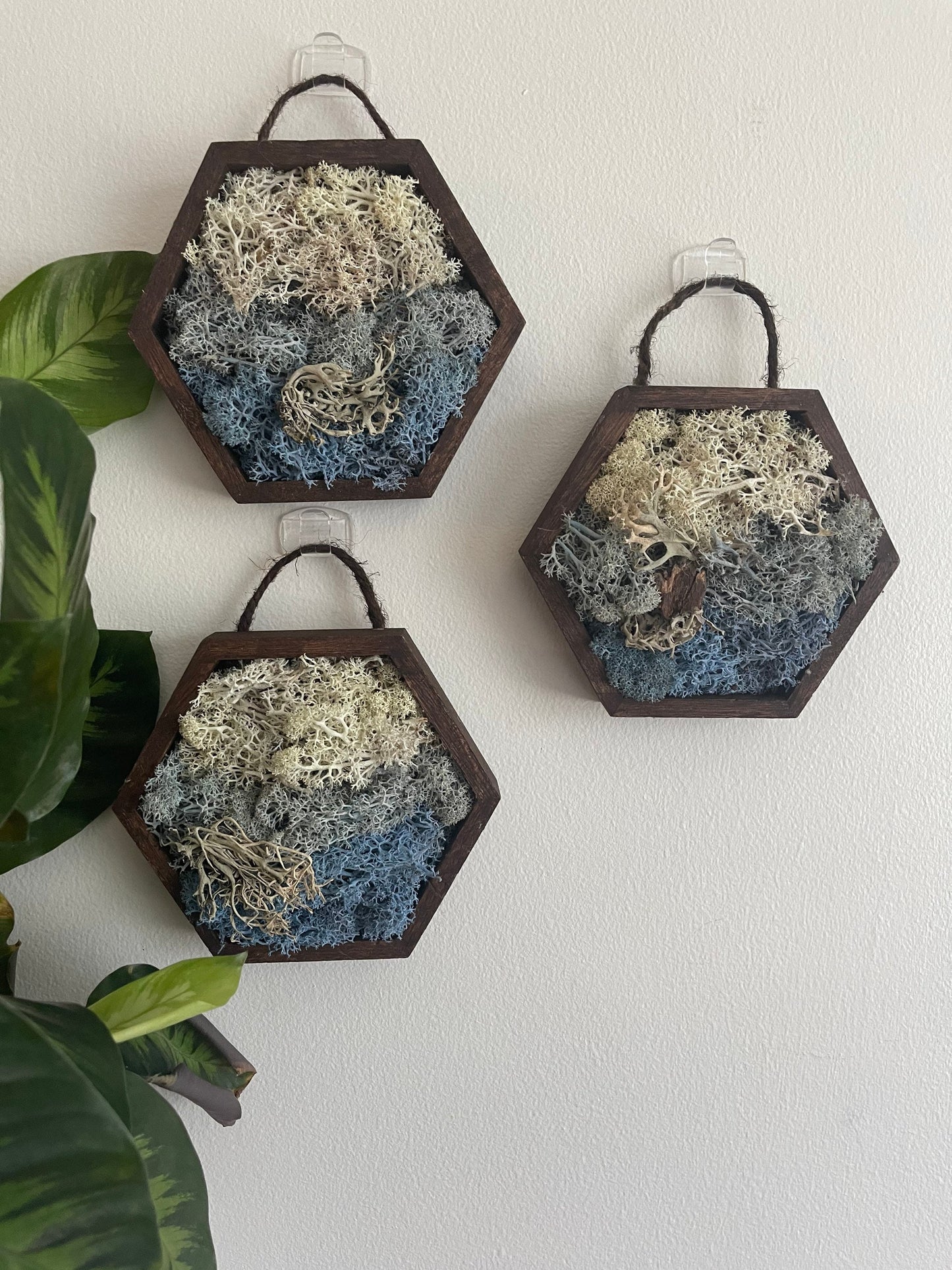 Moss Wall Art | Preserved Reindeer Moss | Wall Decor |  Home Decor | Wood Hexagon | Water Ice Snow | Mothers Day Gift