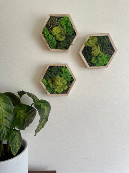 Moss Wall Art | Honeycomb Moss Decor | Single to Set of Twelve | Wood Hexagon  | Green Meadow Reindeer Moss