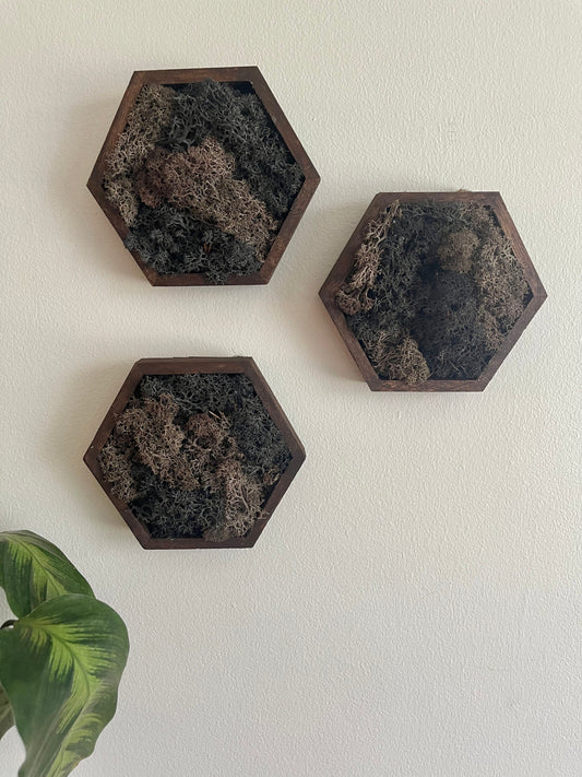 Moss Wall Art  | Honeycomb Moss  |  Home  Decor  | Wood Hexagon  |  Black and Brown | Wood and Charcoal Reindeer Moss