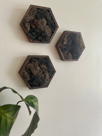Moss Wall Art  | Honeycomb Moss  |  Home  Decor  | Wood Hexagon  |  Black and Brown | Wood and Charcoal Reindeer Moss
