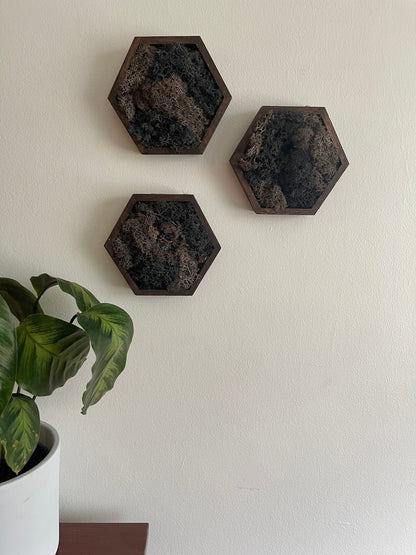 Moss Wall Art  | Honeycomb Moss  |  Home  Decor  | Wood Hexagon  |  Black and Brown | Wood and Charcoal Reindeer Moss