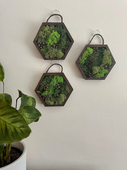 Honeycomb Moss Wall Art: Wood Hexagon, Preserved Reindeer Moss Decor | USA - TARIFF FREE