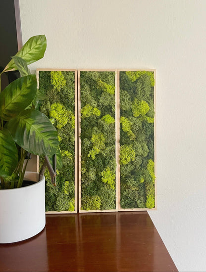 Moss Wall Art | Moss Wall Decor  | Preserved Moss Art Framed | Moss Wall Sets  | Rectangle Single to set of Six | Green Reindeer Moss