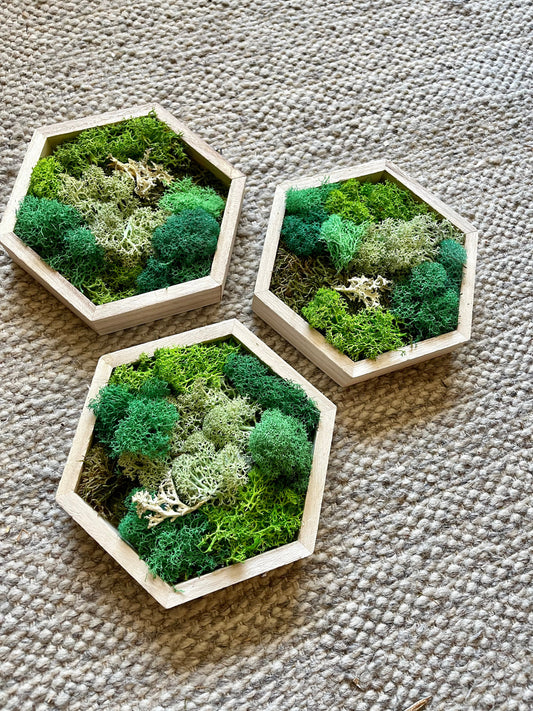 Moss Wall Art  | Honeycomb Moss Single to Set of Twelve  |  Home  Decor  | Wood Hexagon  | Green Grass, Mint, Teal and Beige