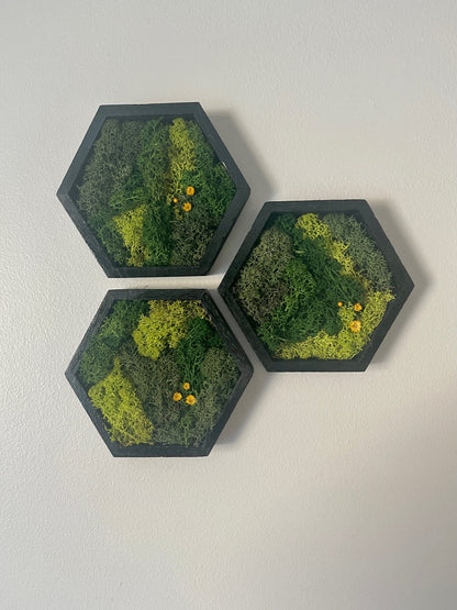 Hexagon Moss Wall Art: Black Frame, Preserved Reindeer Moss & Flowers | USA - TARIFF FREE