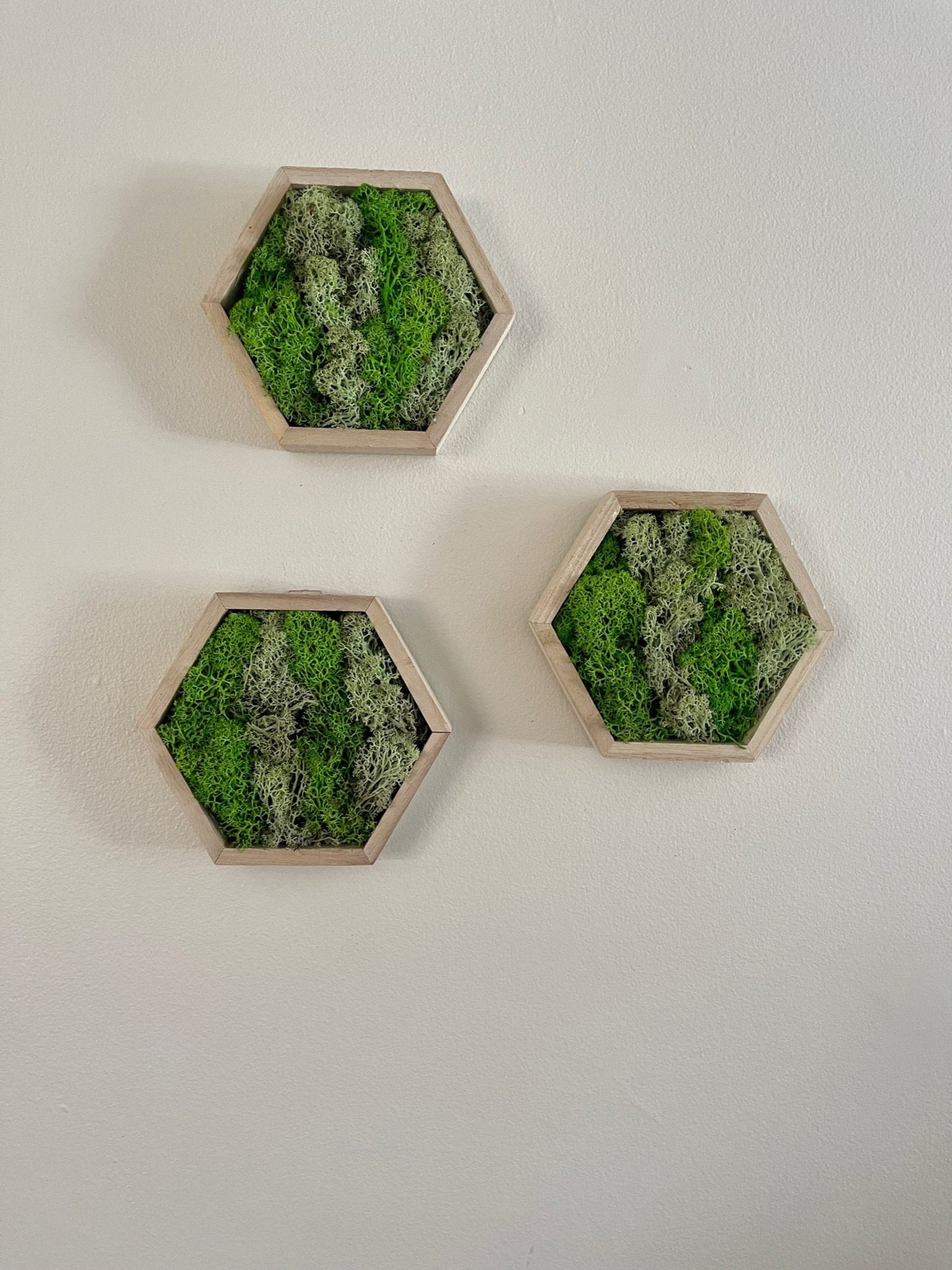 Moss Wall Art  | Honeycomb Moss  |  Home  Decor  | Preserved Moss | Live Moss | Wood Hexagon  | Green Reindeer Moss