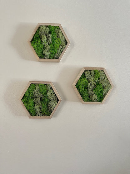 Moss Wall Art  | Honeycomb Moss  |  Home  Decor  | Preserved Moss | Live Moss | Wood Hexagon  | Green Reindeer Moss