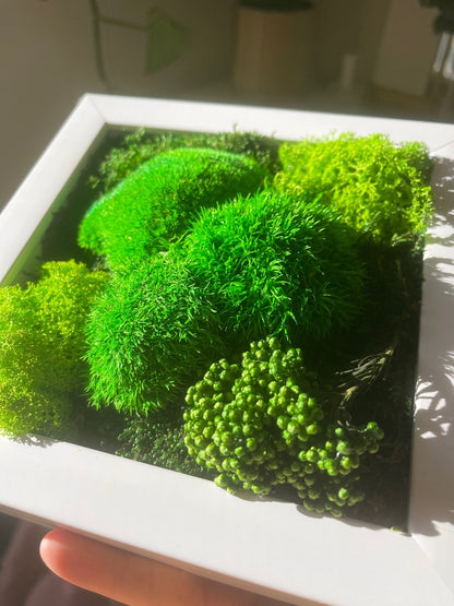 Preserved Reindeer Moss Wall Art: Eco-Friendly Green Decor | USA - TARIFF FREE