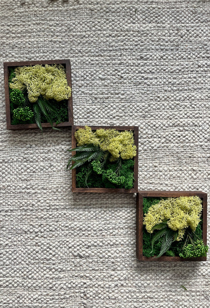Preserved Moss Wall Art: Square Wood Shadowbox with Reindeer Moss & Fern | USA - TARIFF FREE