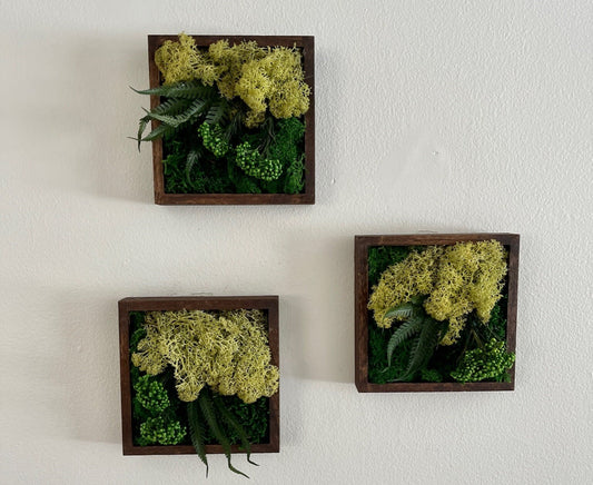 Moss Wall Art | Preserved Moss Art Framed | Square Wood Shadowbox | Set of One to Six | Green and Olive Reindeer Moss with Preserved Fern