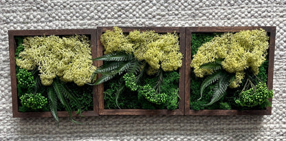 Moss Wall Art | Preserved Moss Art Framed | Square Wood Shadowbox | Set of One to Six | Green and Olive Reindeer Moss with Preserved Fern