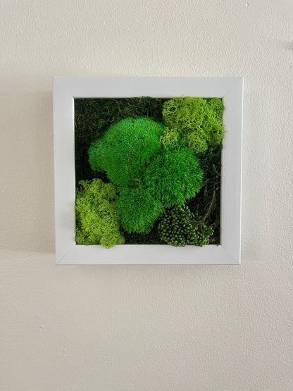 Preserved Reindeer Moss Wall Art: Eco-Friendly Green Decor | USA - TARIFF FREE
