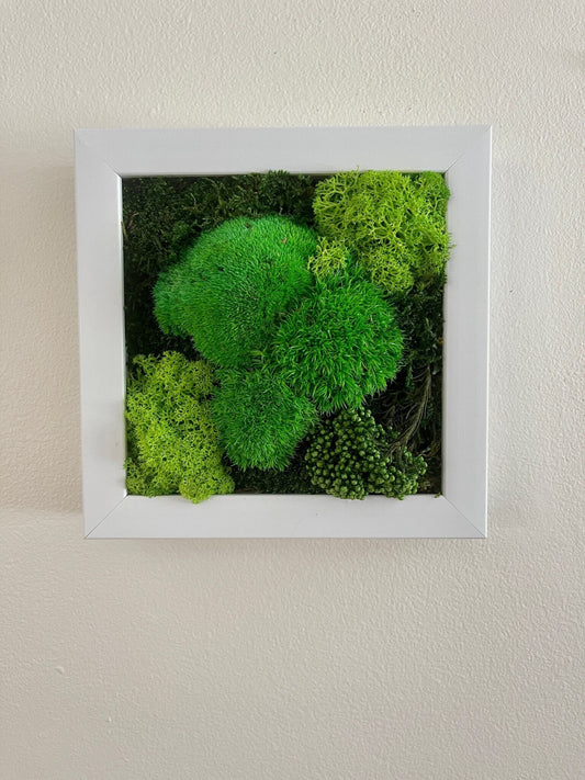 Moss Wall Decor | Green Wall Art | Preserved Moss | Moss Wall Art | Live Moss | Eco-Friendly Decor | House Warming Gift