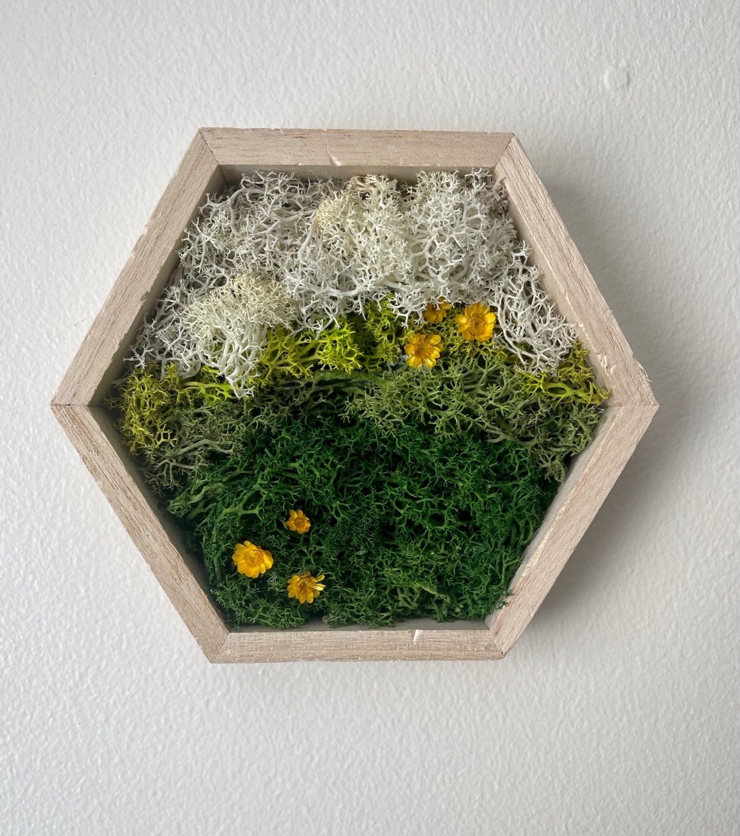 Preserved Moss Wall Art: Wood Hexagon Honeycomb Decor | USA - TARIFF FREE