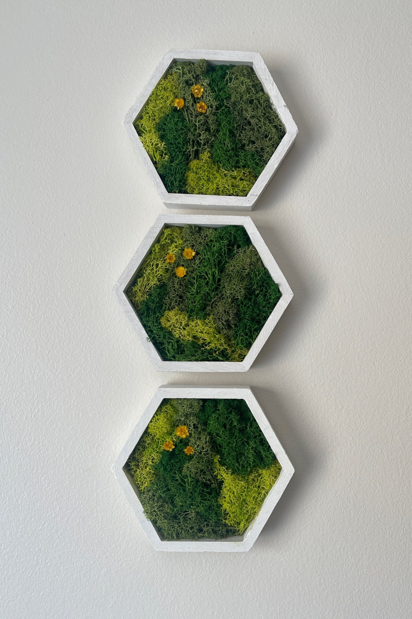 Honeycomb Preserved Moss Wall Art: Wood Hexagon Frame, Green Reindeer Moss | USA - TARIFF FREE