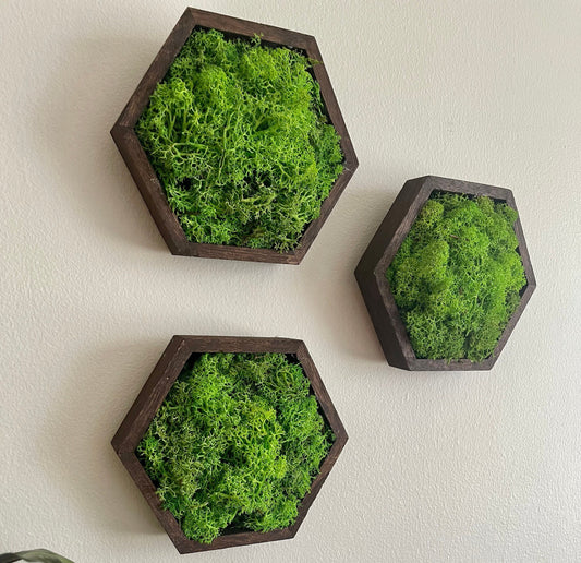 Moss Wall Art | Honeycomb Moss Decor | Single to Set of Twelve | Wood Hexagon  | Green Green Grass of Home