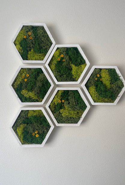 Honeycomb Preserved Moss Wall Art: Wood Hexagon Frame, Green Reindeer Moss | USA - TARIFF FREE