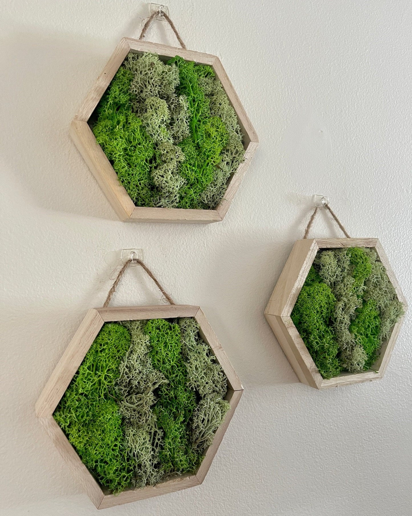 Moss Wall Art  | Honeycomb Moss  |  Home  Decor  | Preserved Moss | Live Moss | Wood Hexagon  | Green Reindeer Moss
