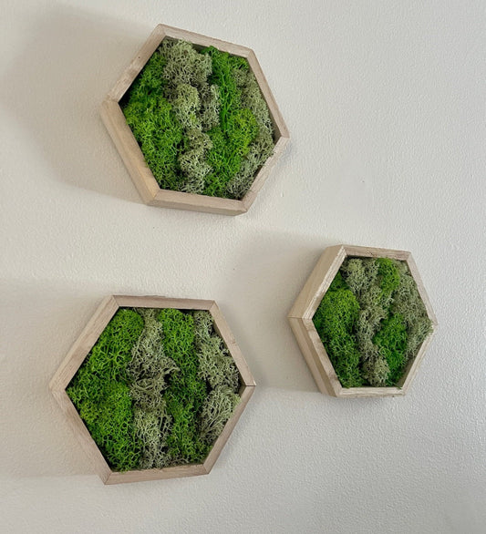 Moss Wall Art  | Honeycomb Moss  |  Home  Decor  | Preserved Moss | Live Moss | Wood Hexagon  | Green Reindeer Moss