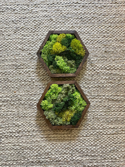 Honeycomb Moss Wall Art: Preserved Reindeer Moss, Wood Hexagon | USA - TARIFF FREE