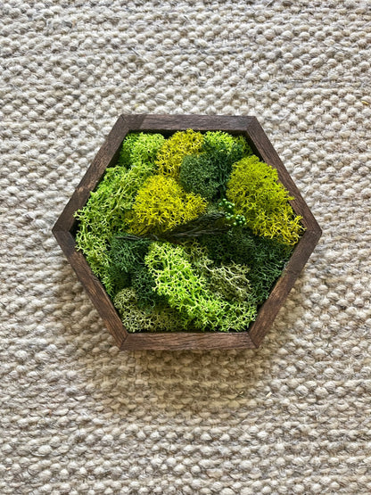 Honeycomb Moss Wall Art: Preserved Reindeer Moss, Wood Hexagon | USA - TARIFF FREE
