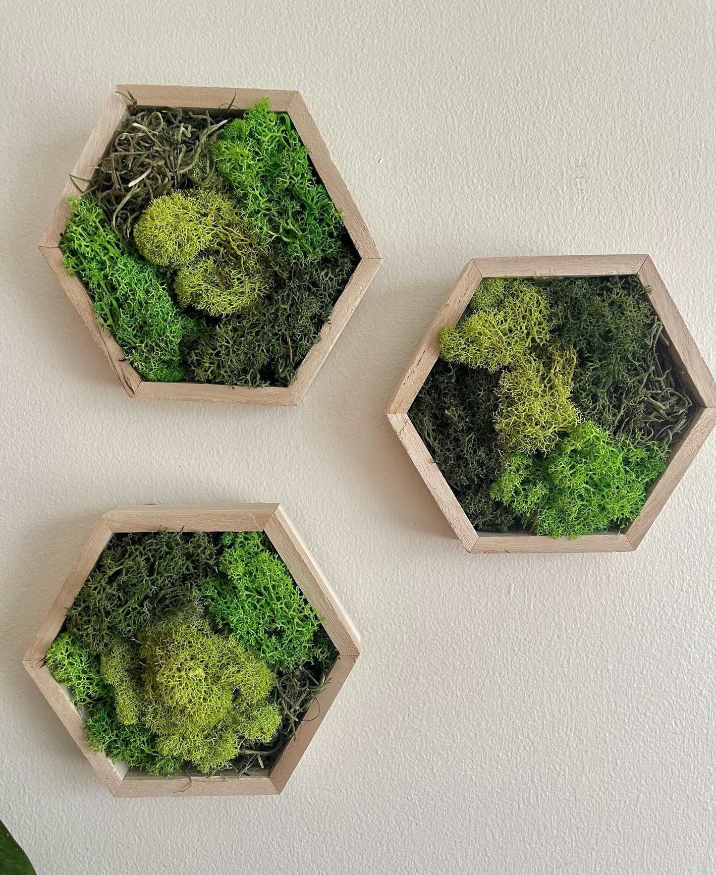 Moss Wall Art | Honeycomb Moss Decor | Single to Set of Twelve | Wood Hexagon  | Green Meadow Reindeer Moss