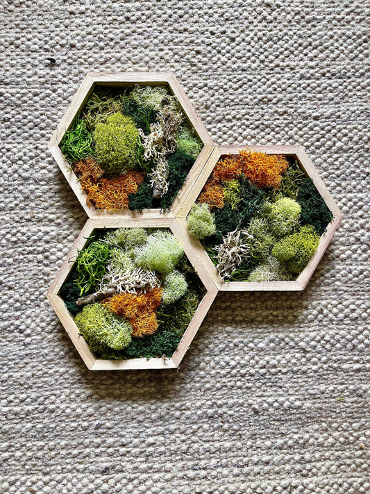 Honeycomb Moss  | Preserved Moss Wall Art |  Wall Art  |  Home  Decor  | Wood Hexagon  | Green and Mustard/Orange