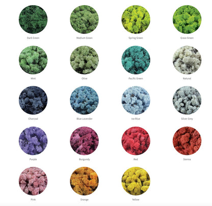 Butterfly Moss Wall Art: Preserved Reindeer Moss Decor | USA - TARIFF FREE