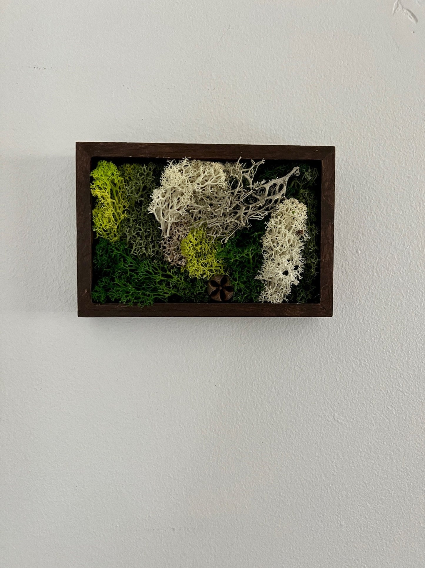 Preserved Moss Wall Art: Framed Reindeer Moss, Green & Beige | USA - TARIFF FREE