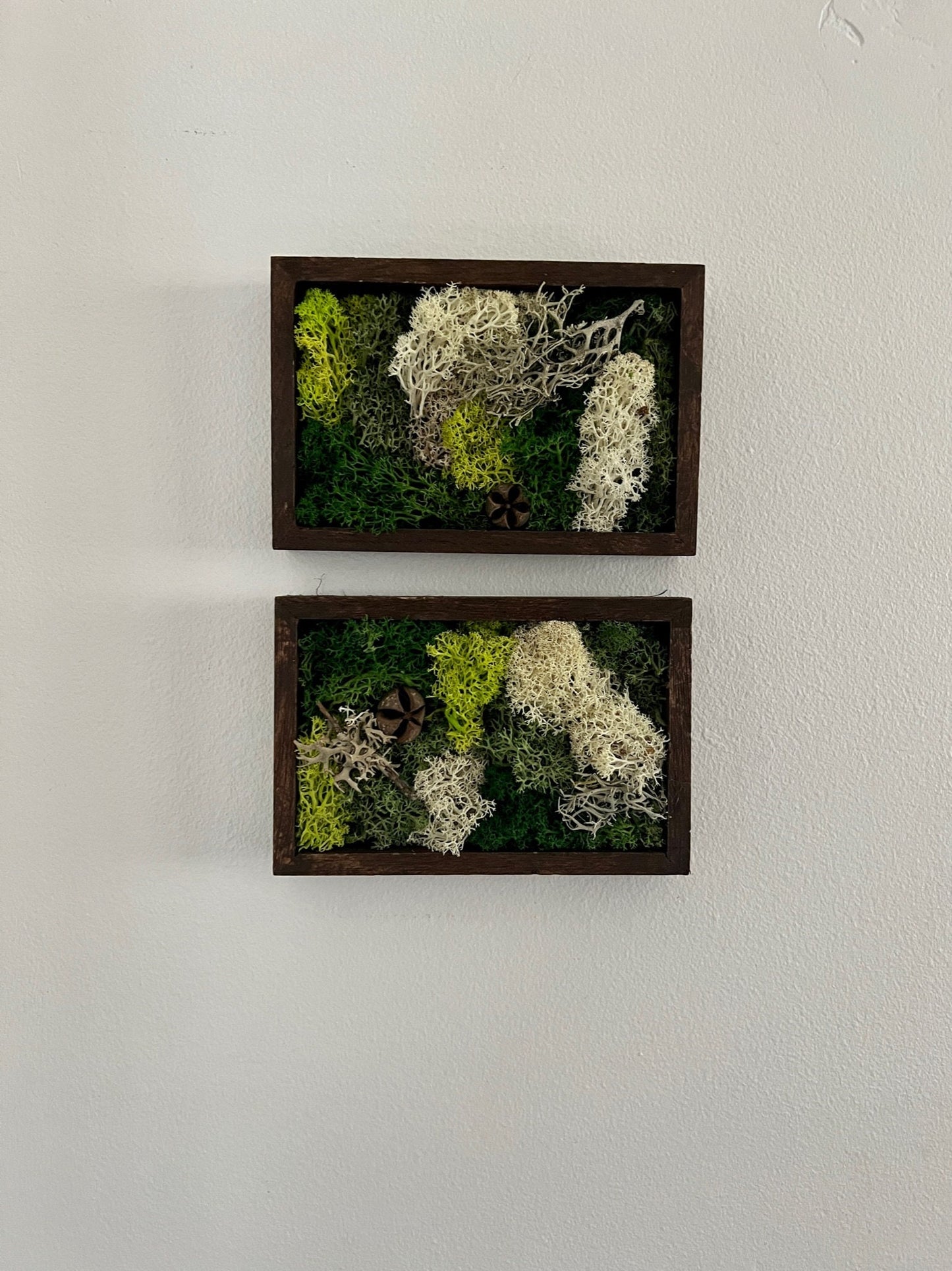 Preserved Moss Wall Art: Framed Reindeer Moss, Green & Beige | USA - TARIFF FREE