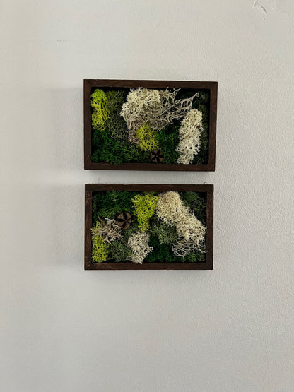 Preserved Moss Wall Art: Framed Reindeer Moss, Green & Beige | USA - TARIFF FREE