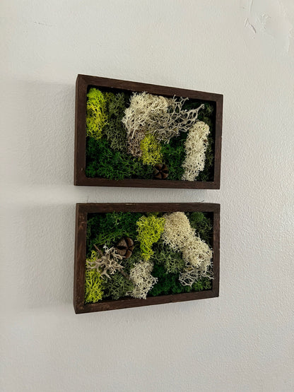 Preserved Moss Wall Art: Framed Reindeer Moss, Green & Beige | USA - TARIFF FREE